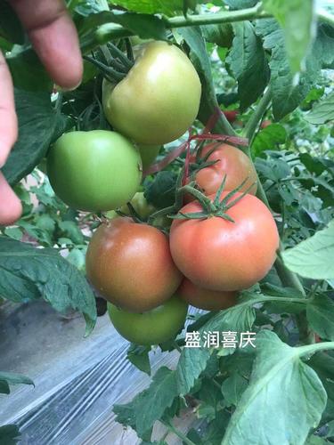 盛润喜庆